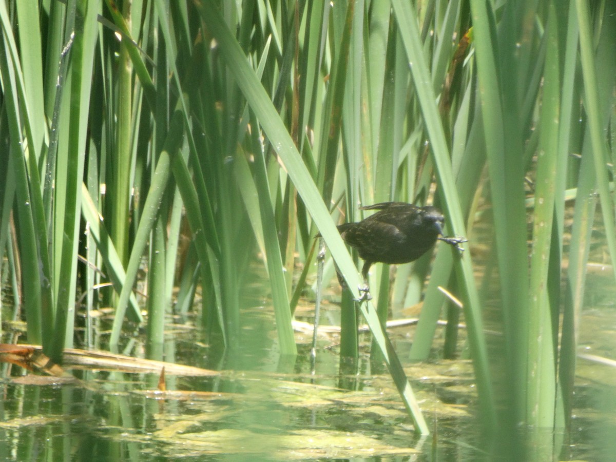 Varillero Aliamarillo - ML645125190