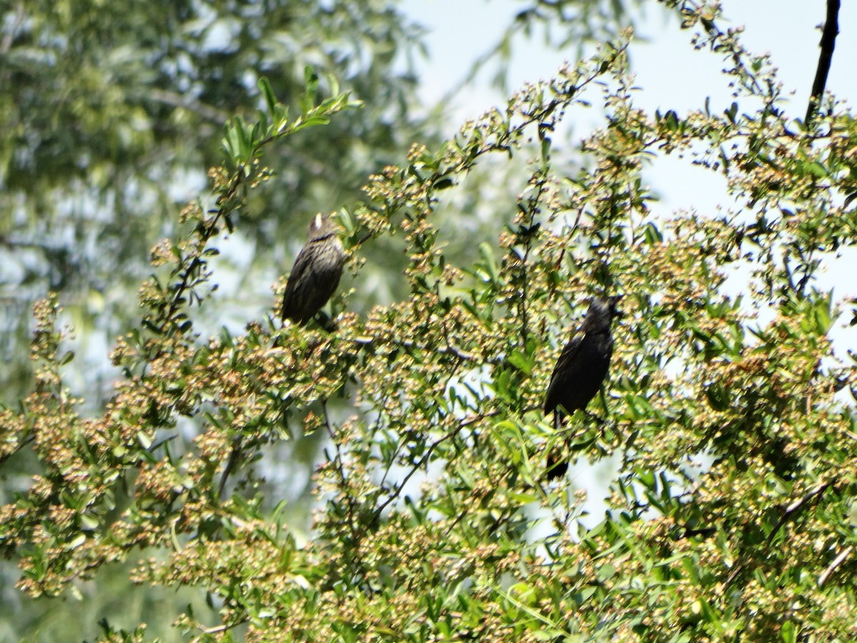 Varillero Aliamarillo - ML645125194