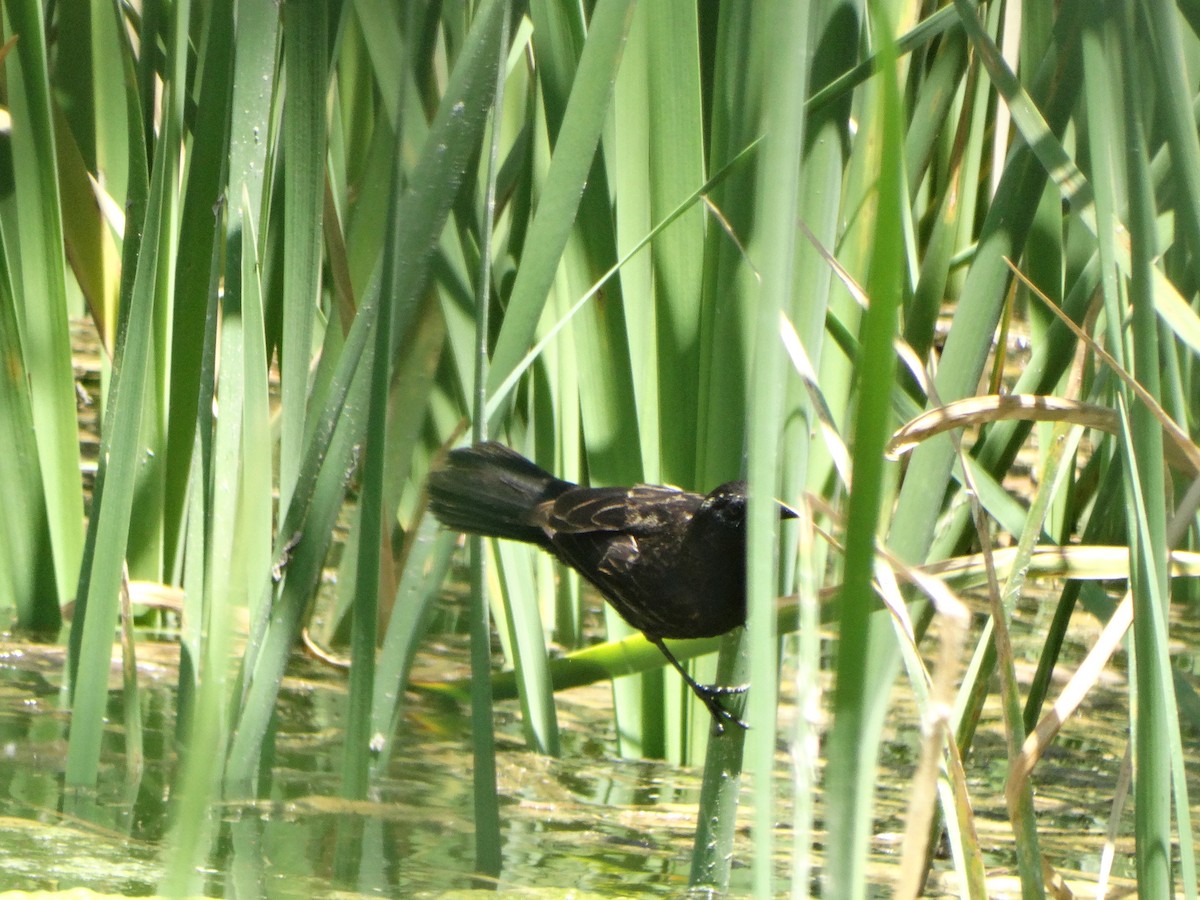 Varillero Aliamarillo - ML645125196