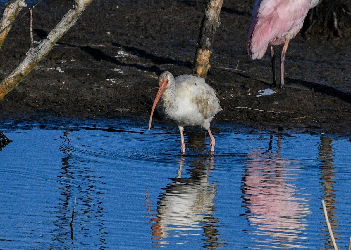 White Ibis - ML645125203