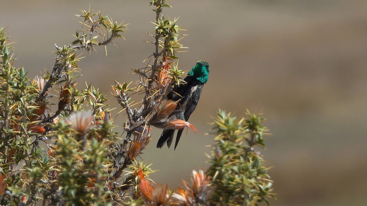 Black-breasted Hillstar - ML645125250