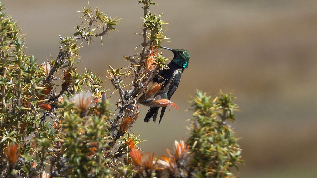 Black-breasted Hillstar - ML645125251