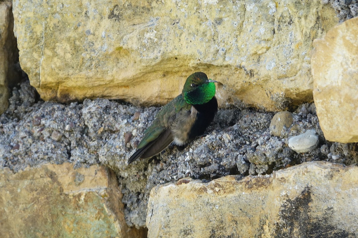 Black-breasted Hillstar - ML645125252