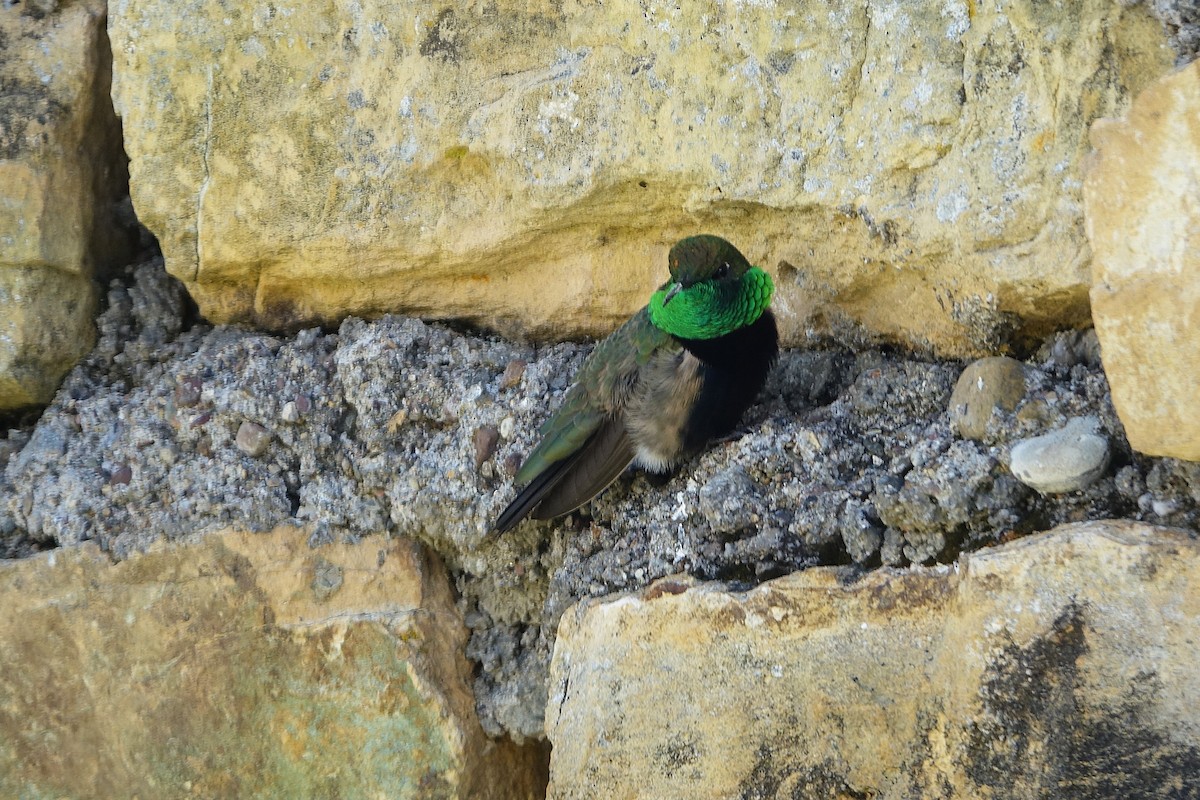 Black-breasted Hillstar - ML645125255
