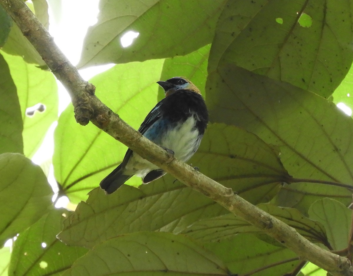 Golden-hooded Tanager - ML645125258
