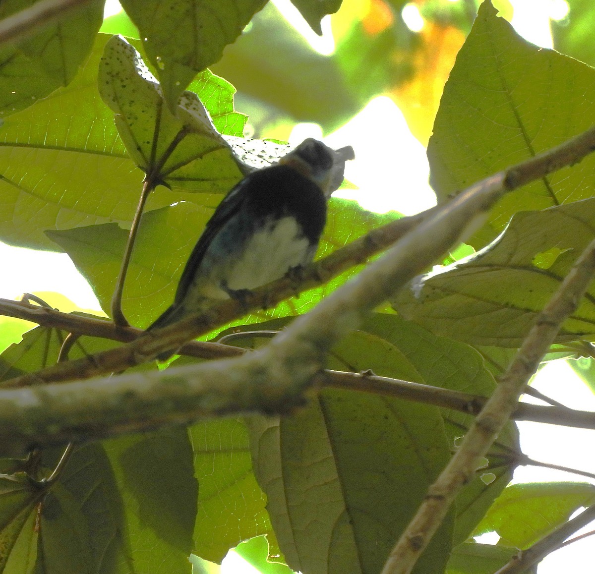 Golden-hooded Tanager - ML645125259
