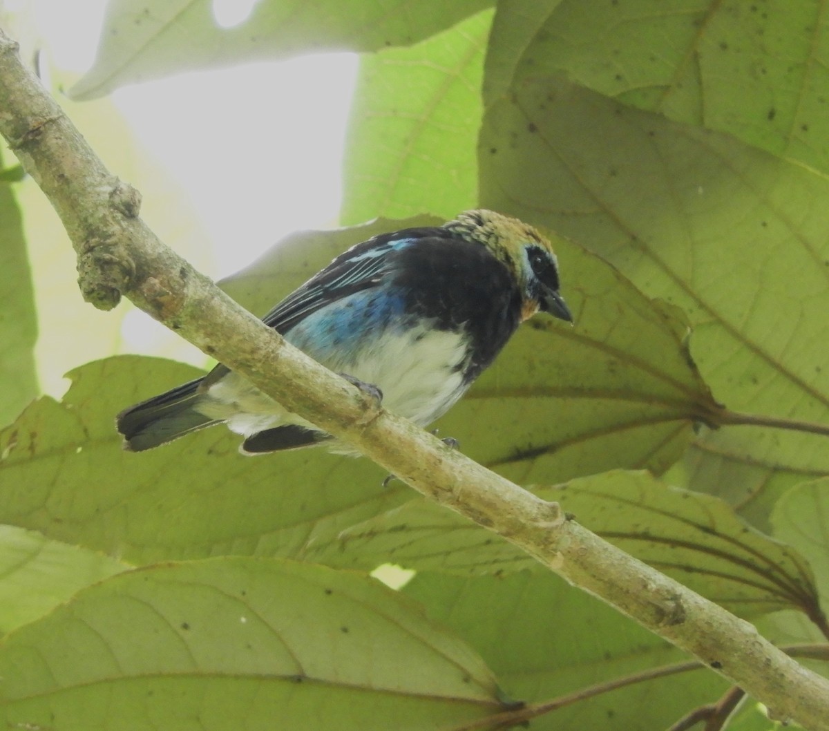 Golden-hooded Tanager - ML645125260