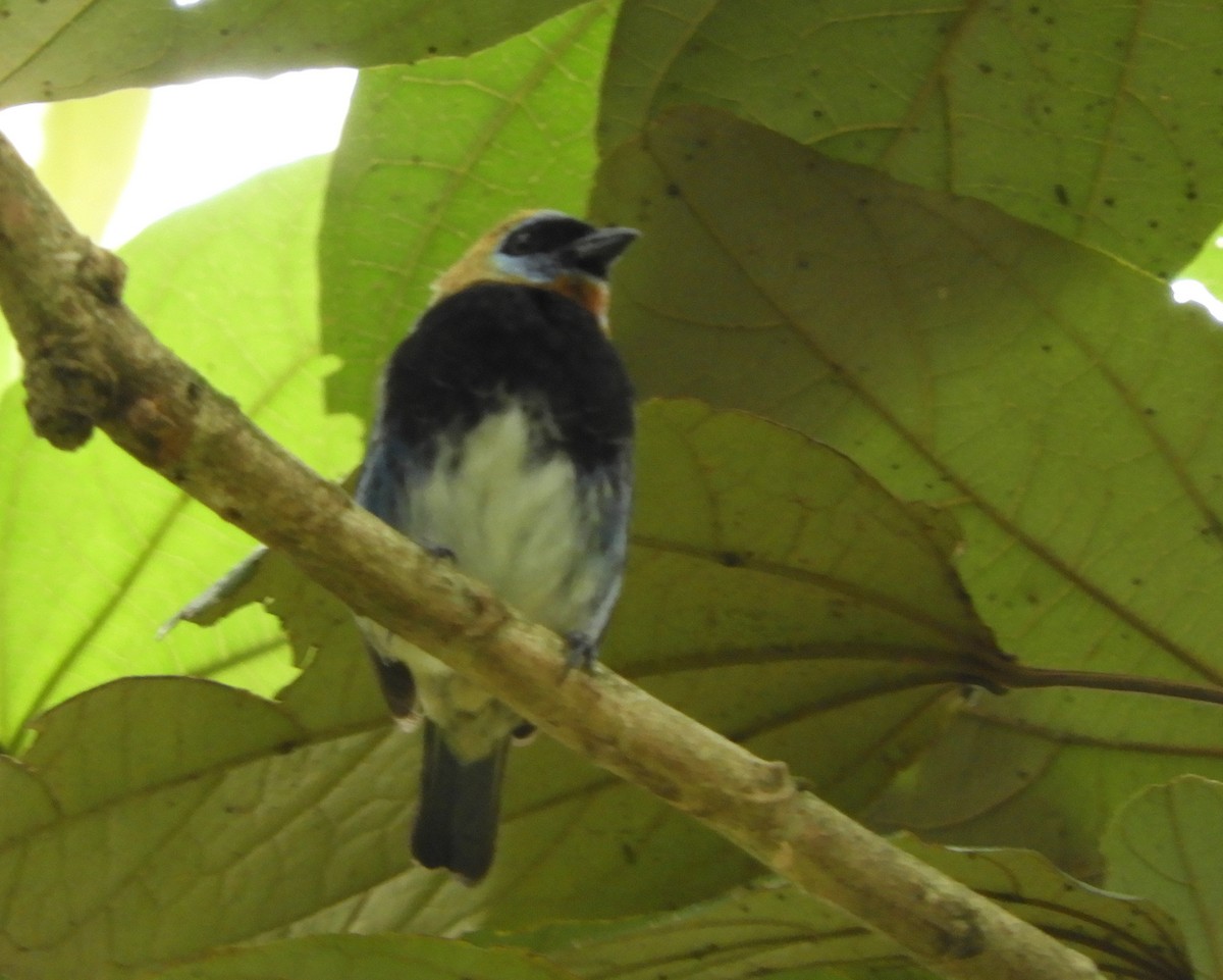Golden-hooded Tanager - ML645125261
