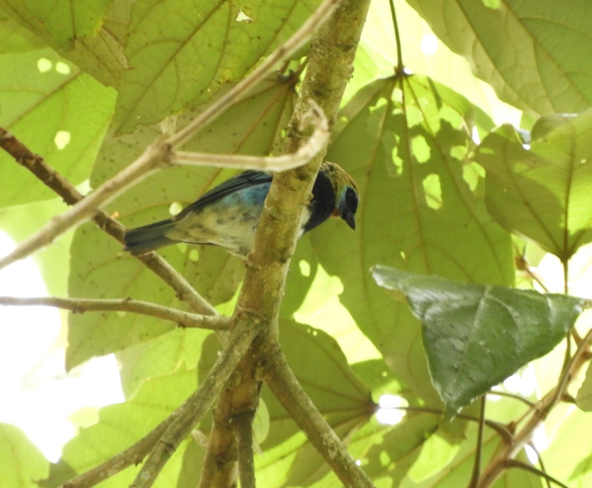 Golden-hooded Tanager - ML645125262