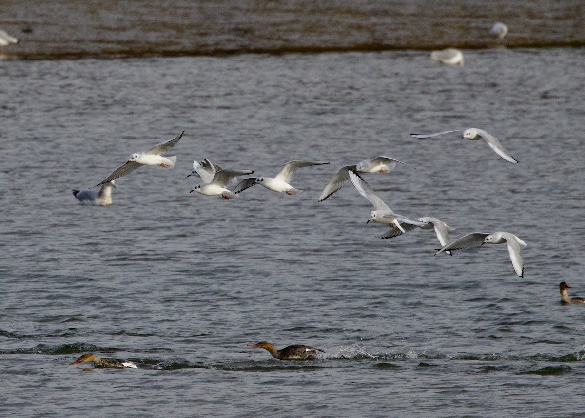 racek Bonapartův - ML645125263