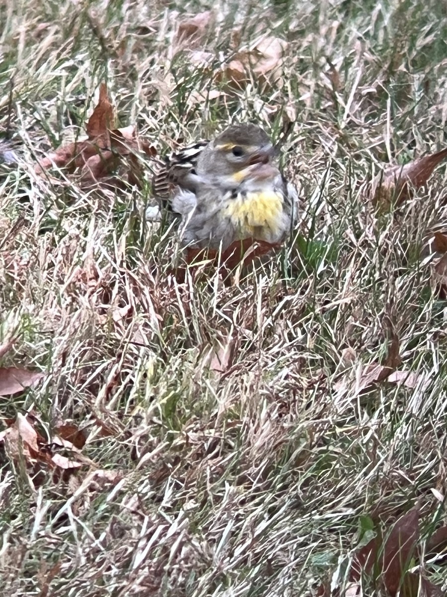 Dickcissel - ML645125264