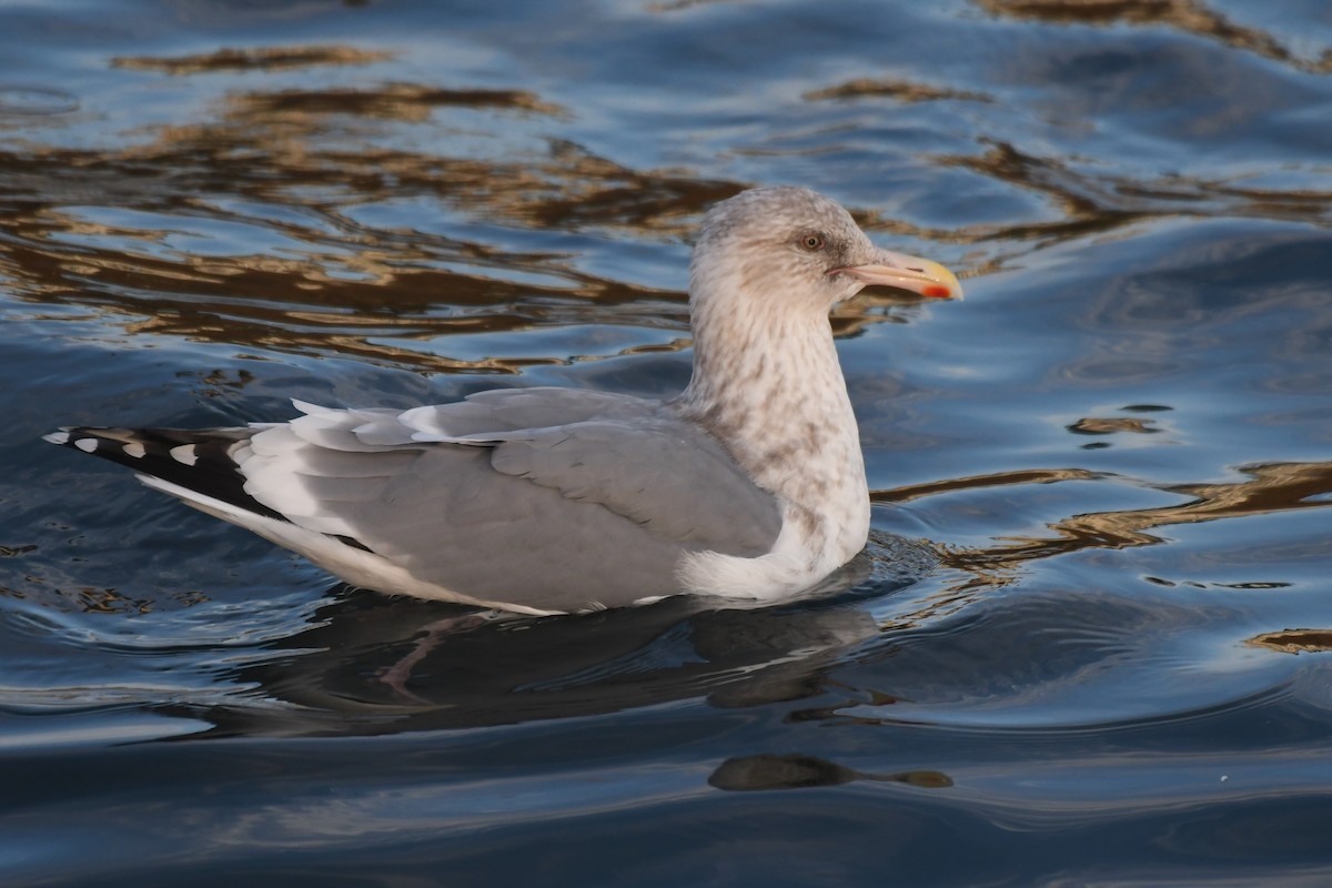 American Herring x Glaucous-winged Gull (hybrid) - ML645125298