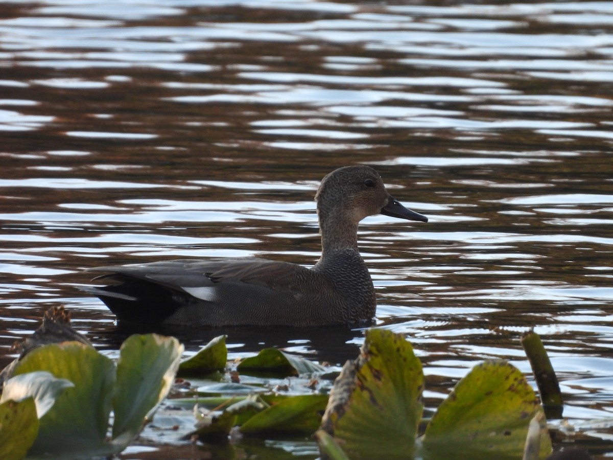 オカヨシガモ - ML645125310