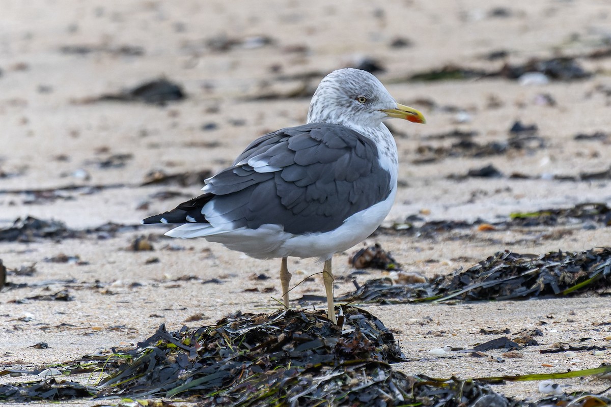 ニシセグロカモメ - ML645125313