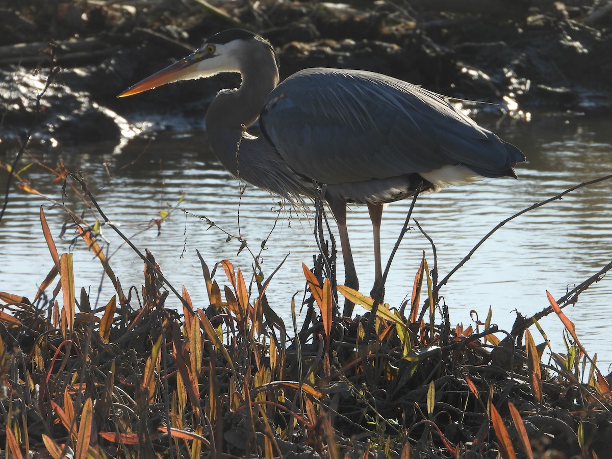 オオアオサギ - ML645125318