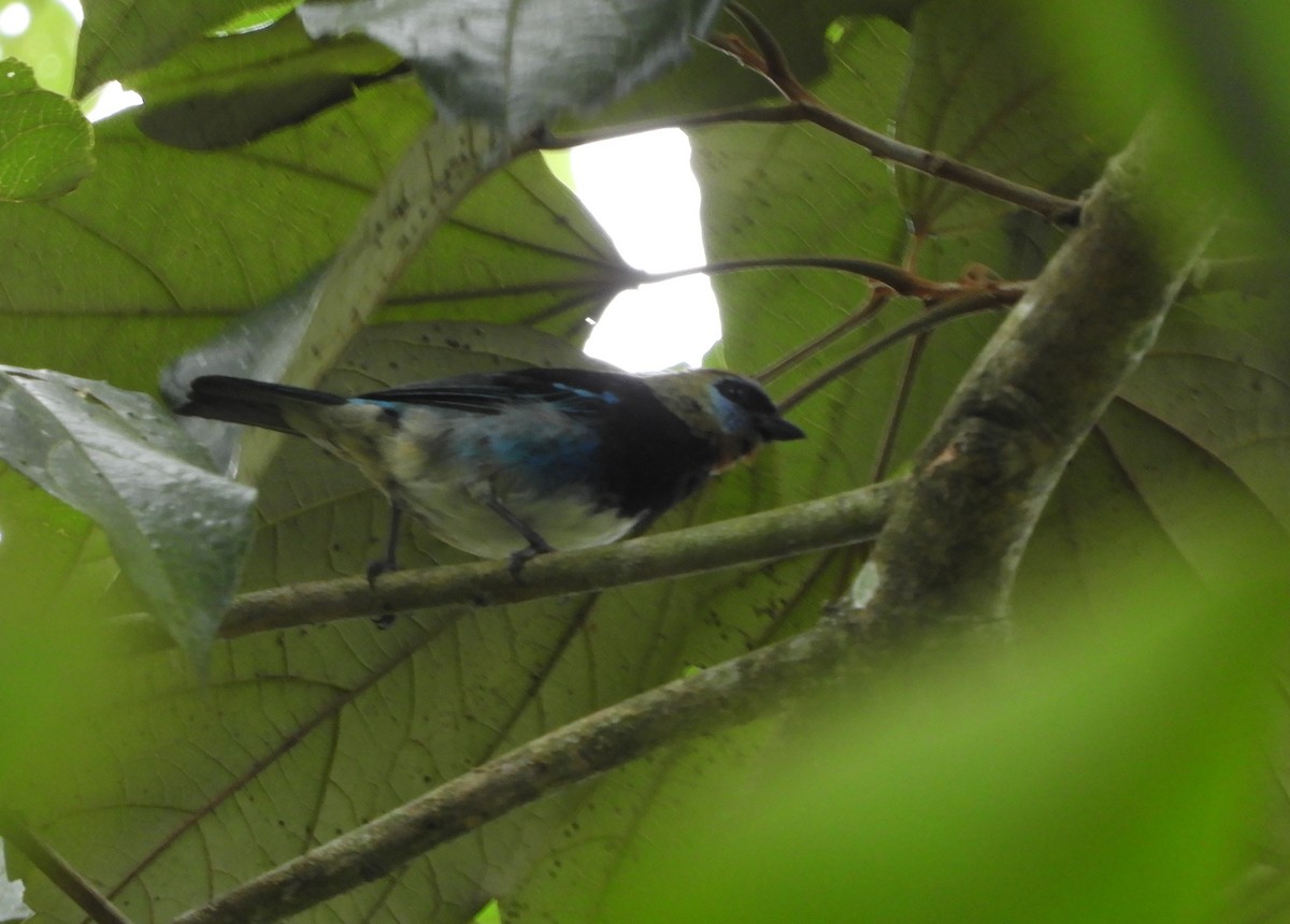 Golden-hooded Tanager - ML645125321