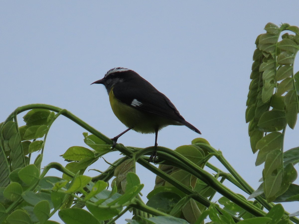 Sucrier à ventre jaune - ML645125326