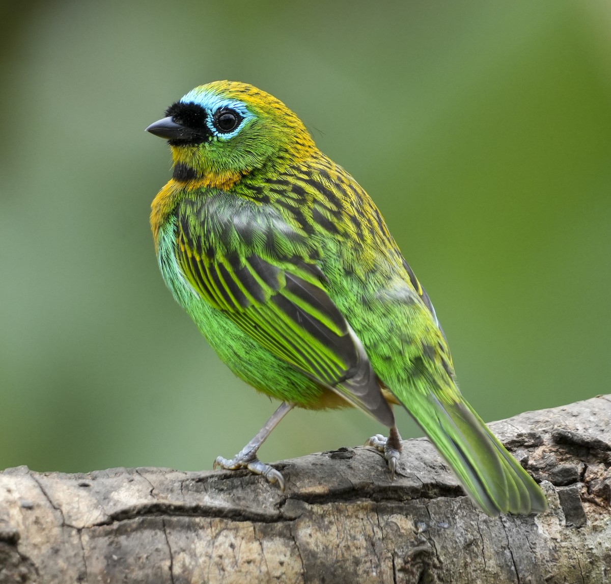 Brassy-breasted Tanager - ML645125344