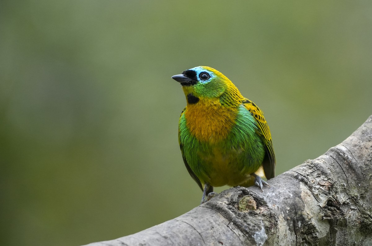 Brassy-breasted Tanager - ML645125345