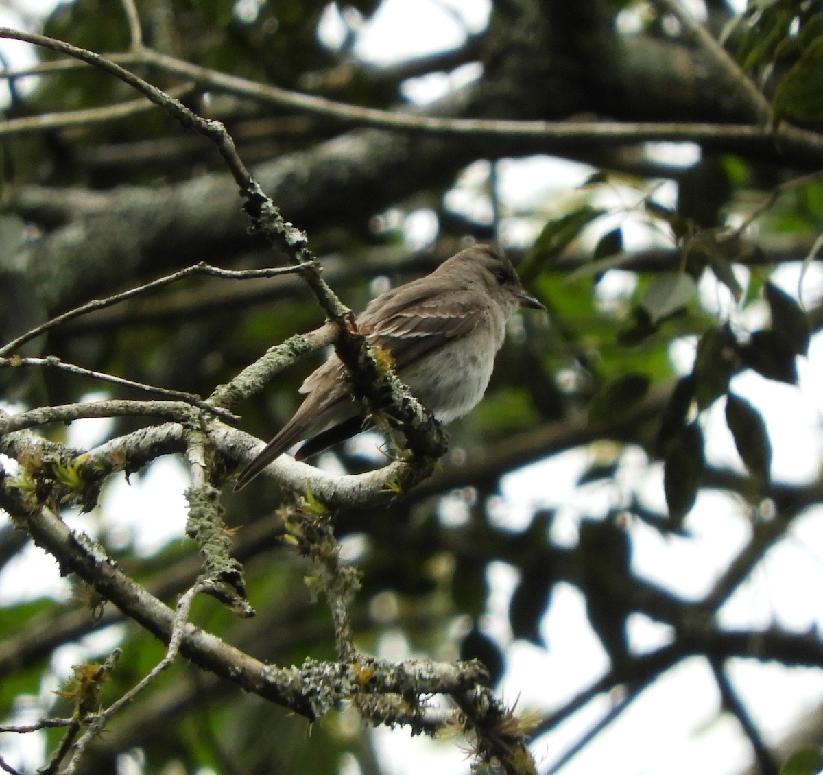 Western Wood-Pewee - ML645125355