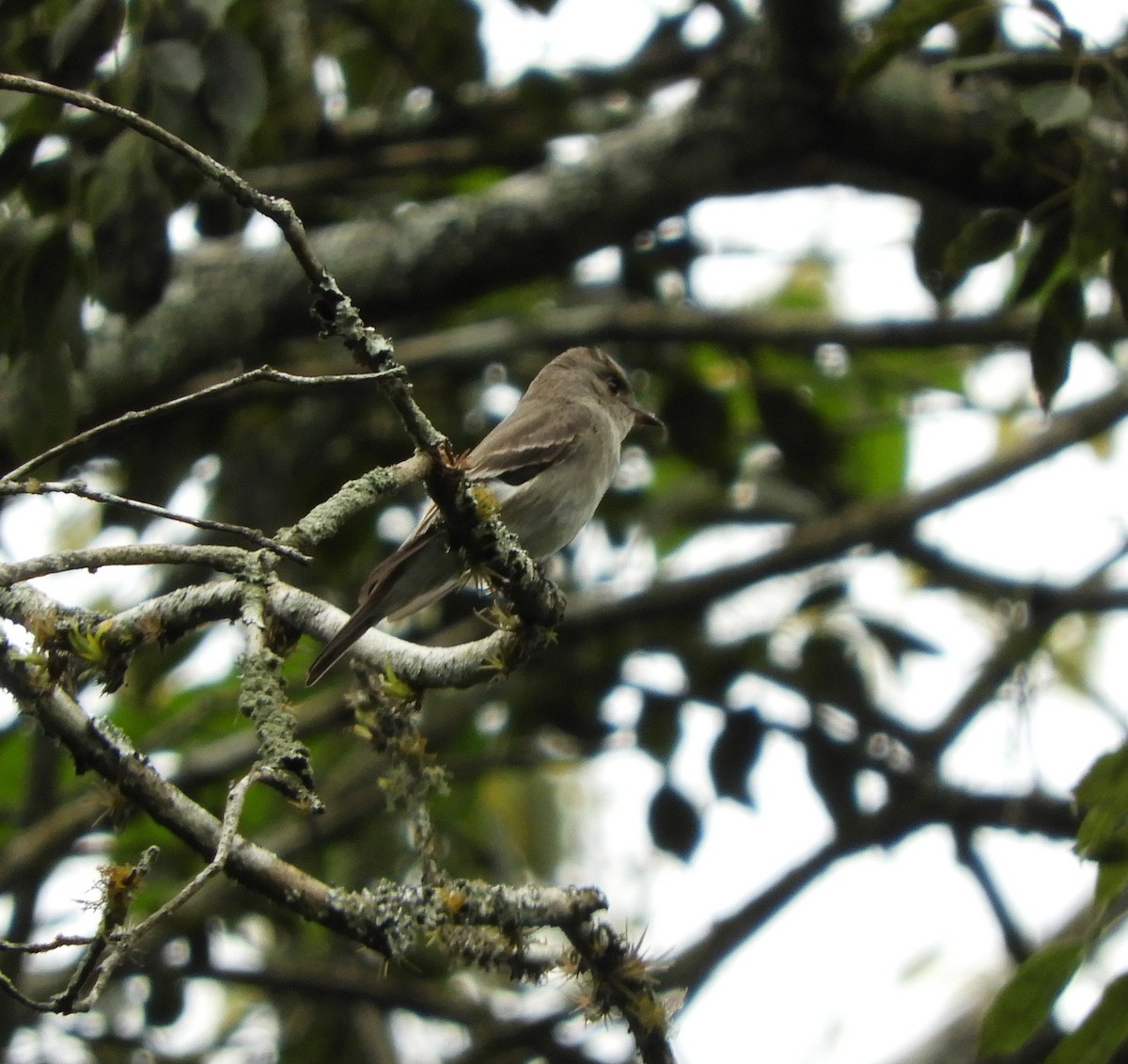 Western Wood-Pewee - ML645125356