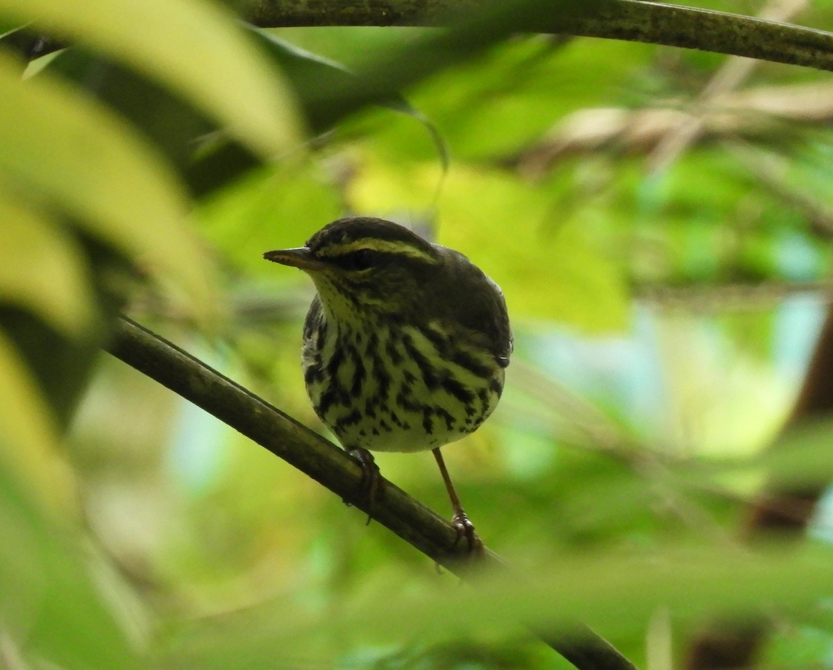 Northern Waterthrush - ML645125364