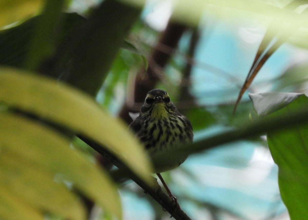 Northern Waterthrush - ML645125366