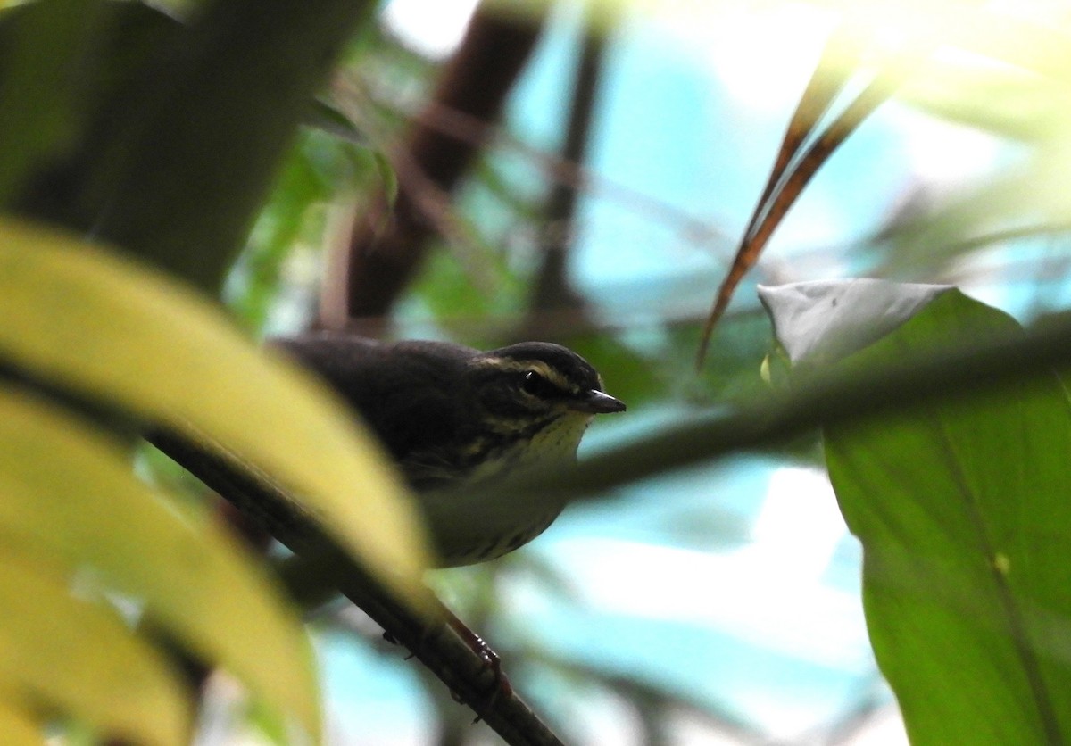 Northern Waterthrush - ML645125367