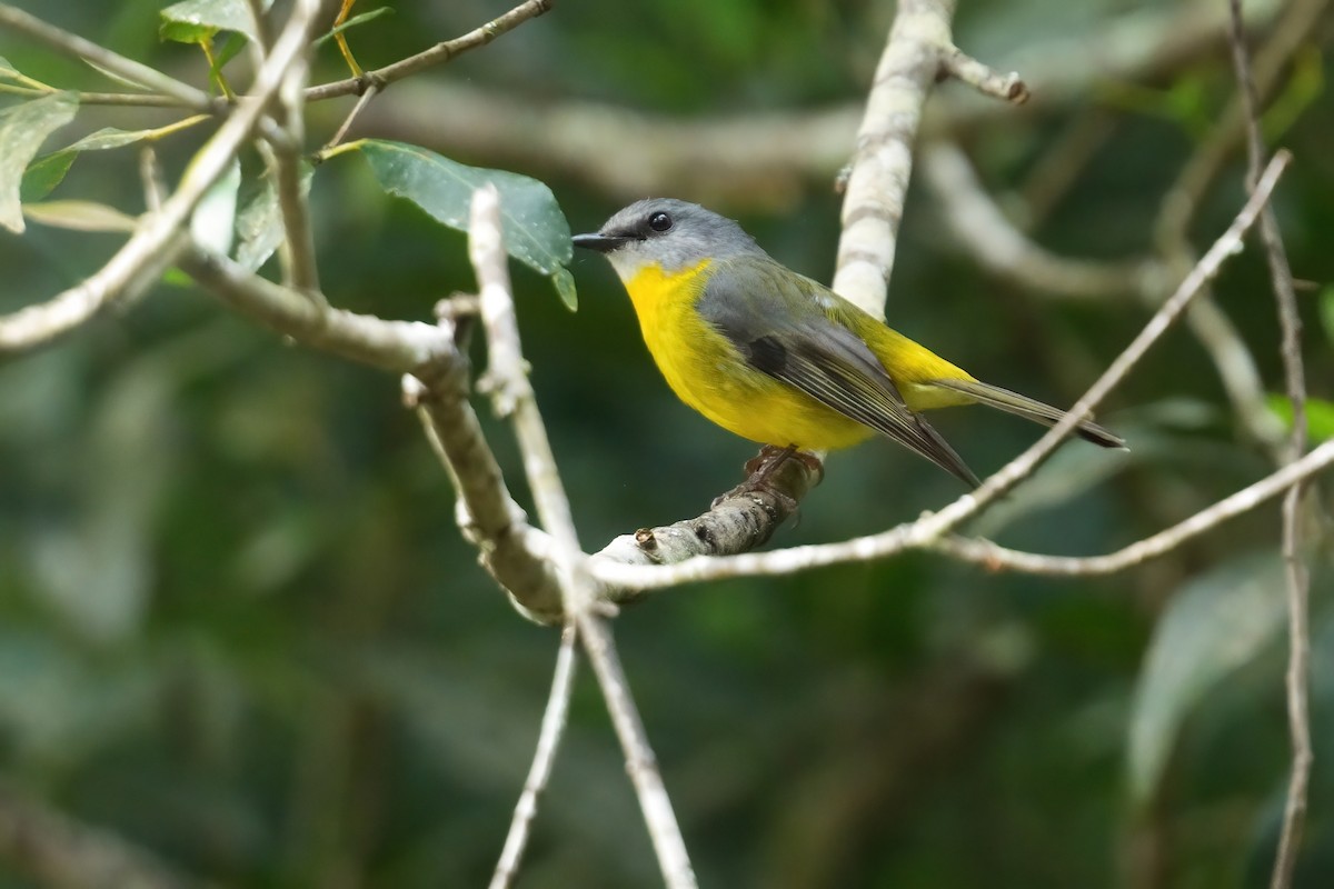 Eastern Yellow Robin - ML645125385
