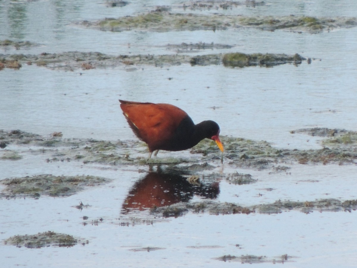 Wattled Jacana - ML645125388