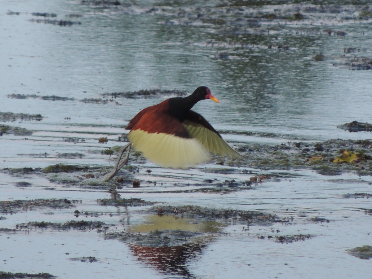 Wattled Jacana - ML645125390