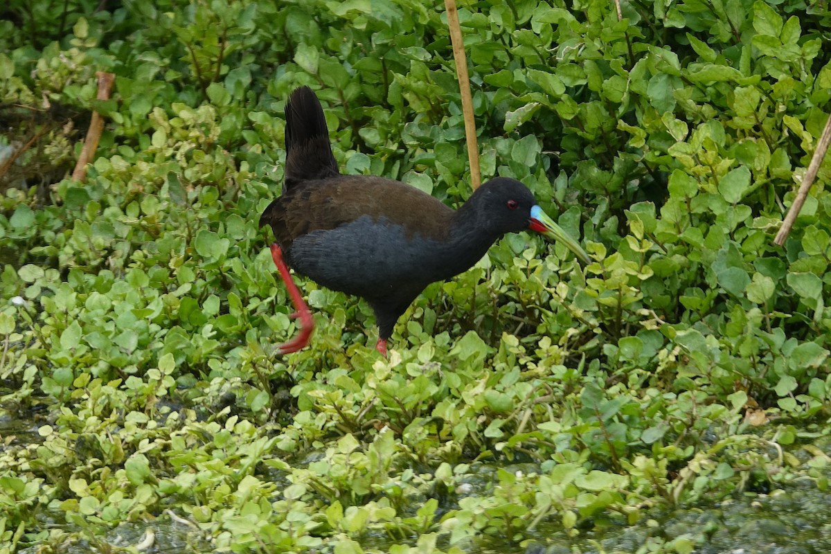 Kurşuni Sukılavuzu - ML645125392