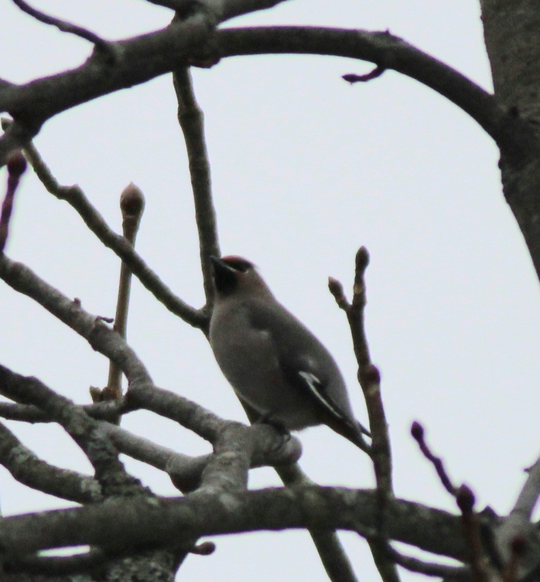 Buztanori boreala - ML645125422