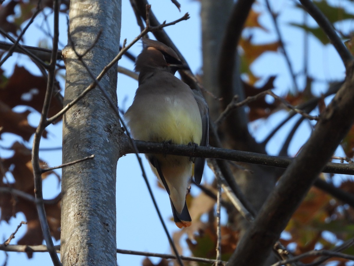 ヒメレンジャク - ML645125425