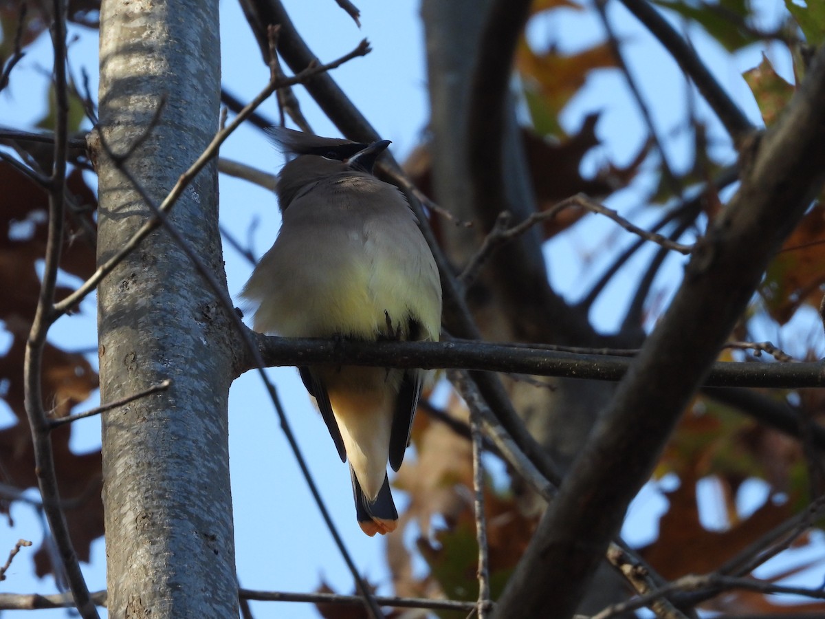 ヒメレンジャク - ML645125426