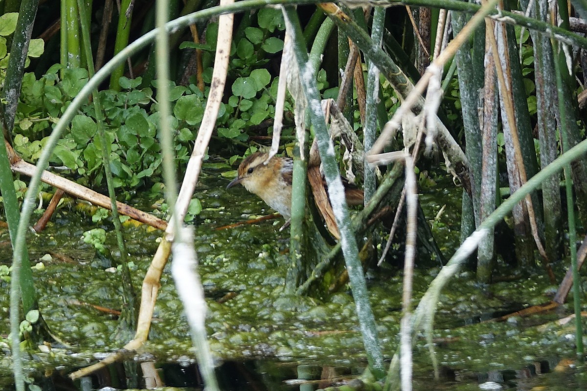 Wren-like Rushbird - ML645125459