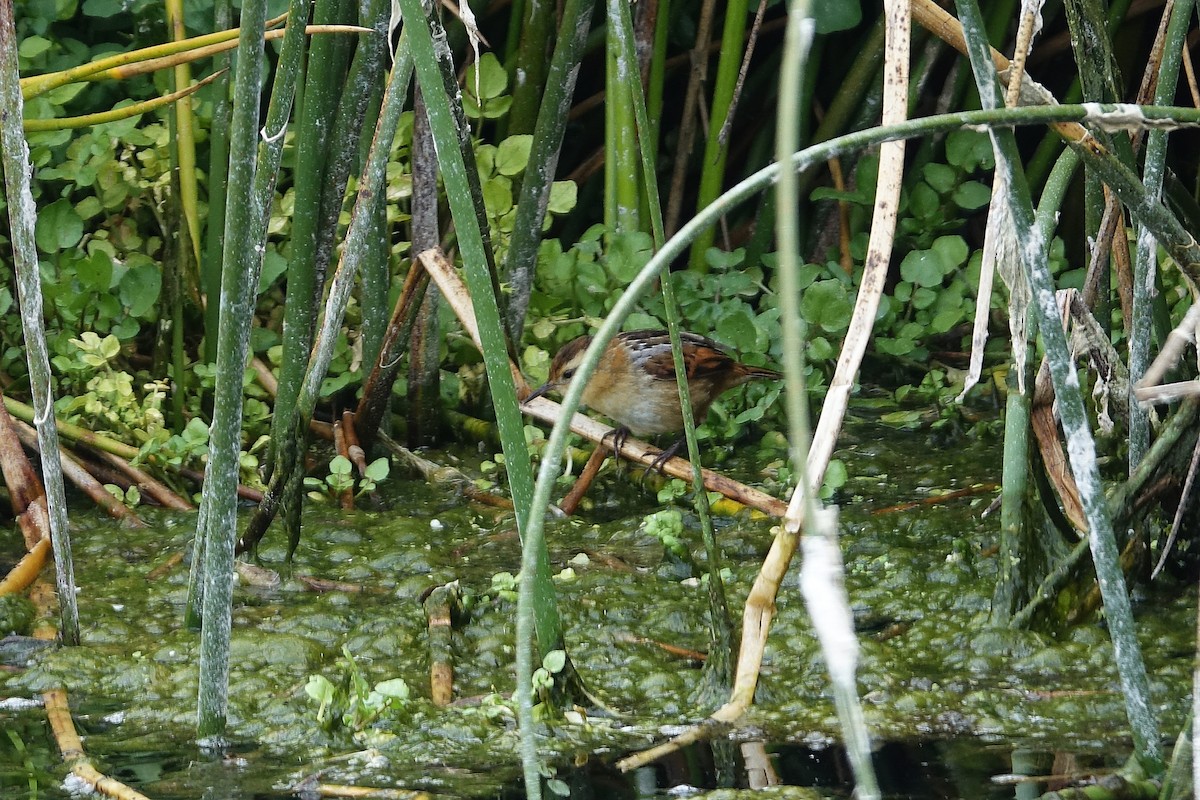 Wren-like Rushbird - ML645125460