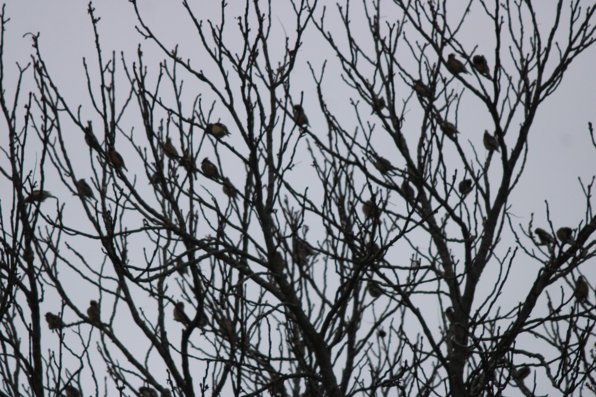 Ampelis Americano - ML645125495