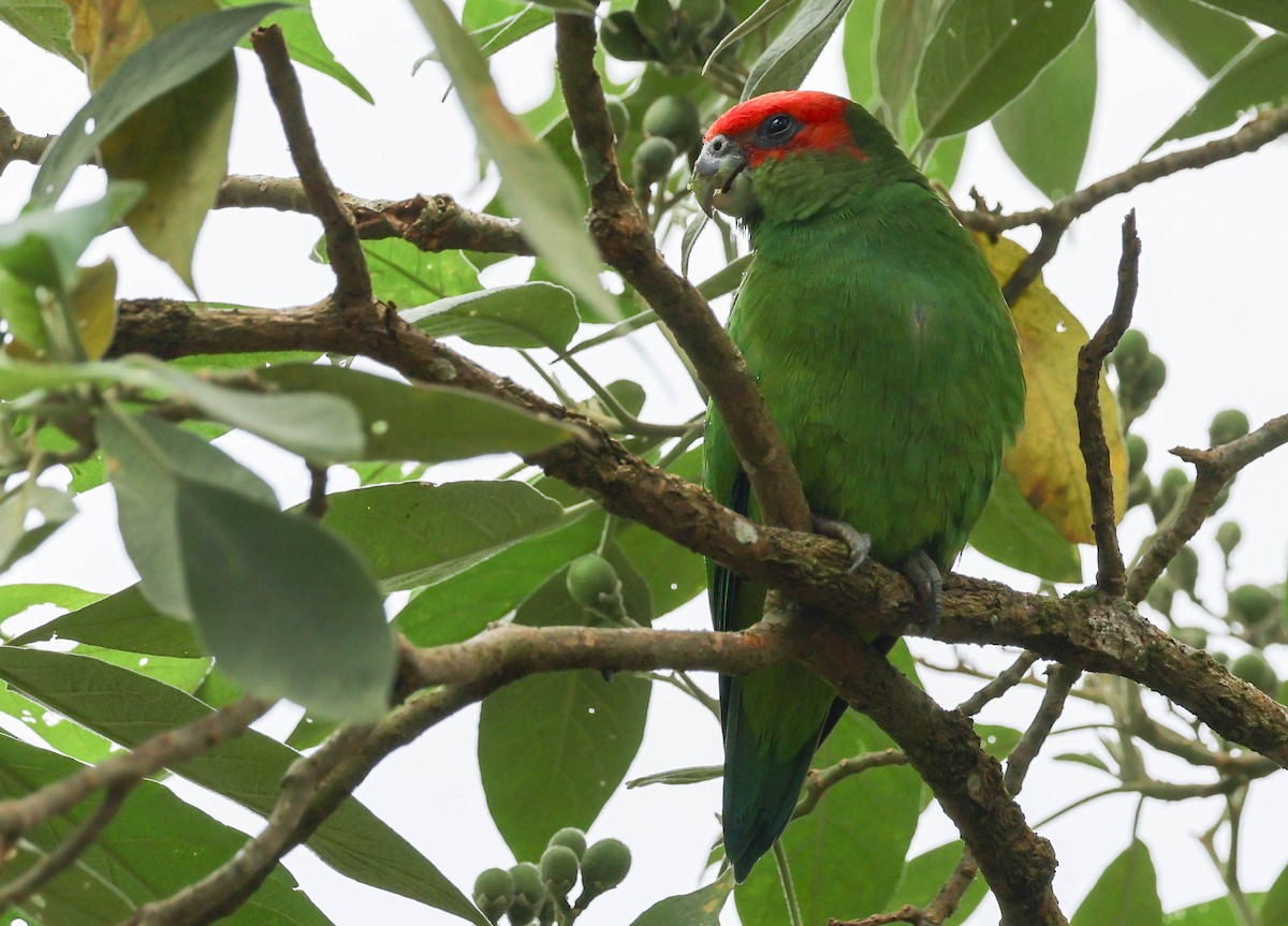 Pileated Parrot - ML645125497