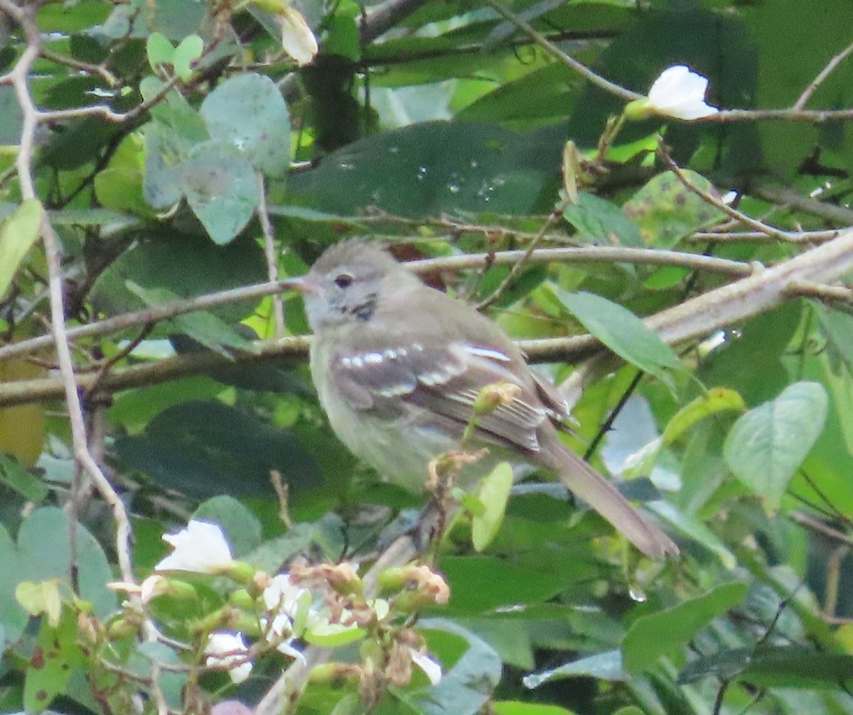 Yellow-bellied Elaenia - ML645125515