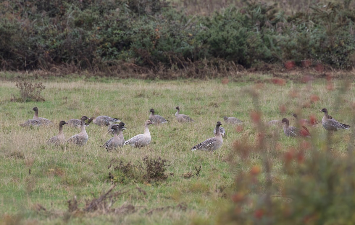 Pink-footed Goose - ML645125517