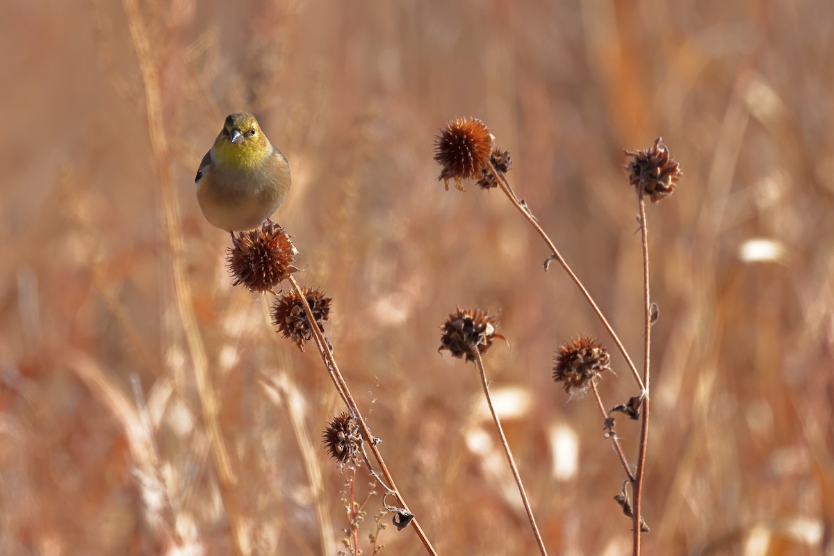 American Goldfinch - ML645125521