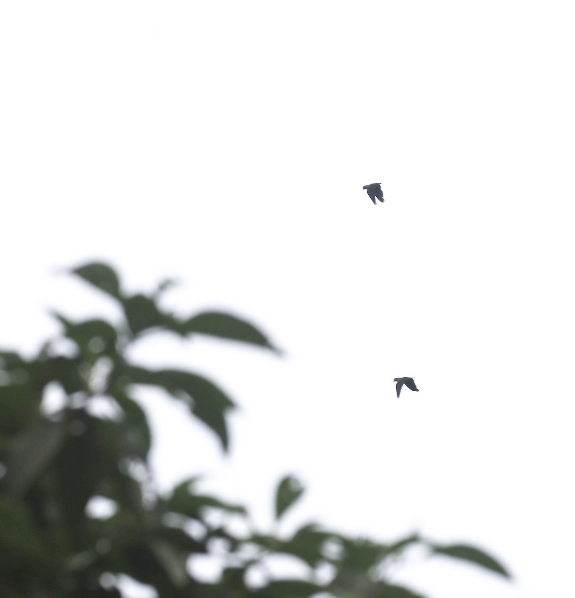 Loro Choclero - ML645125522