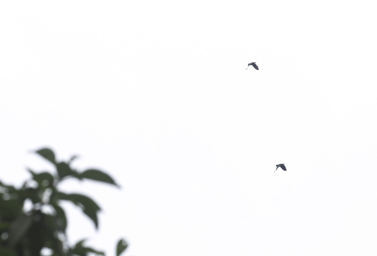 Loro Choclero - ML645125523