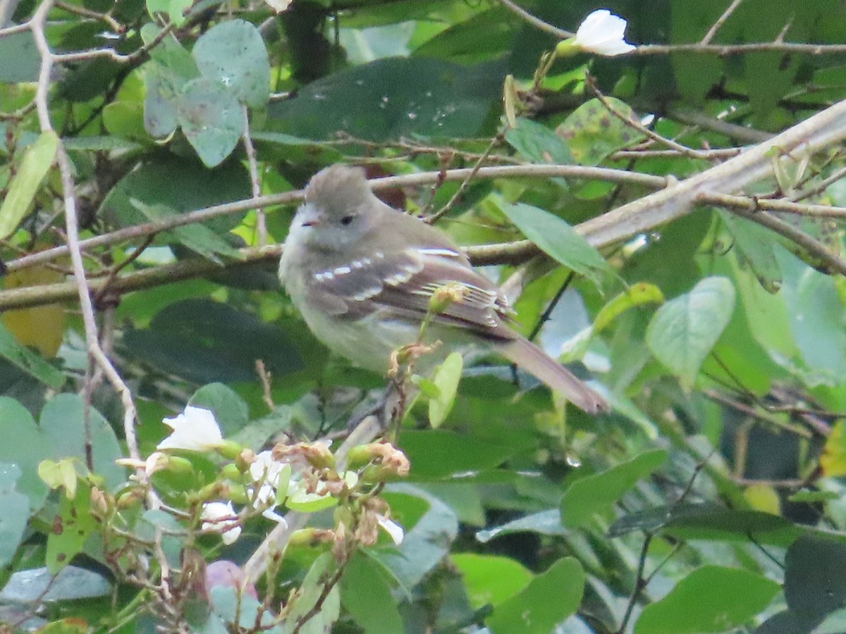 Yellow-bellied Elaenia - ML645125525