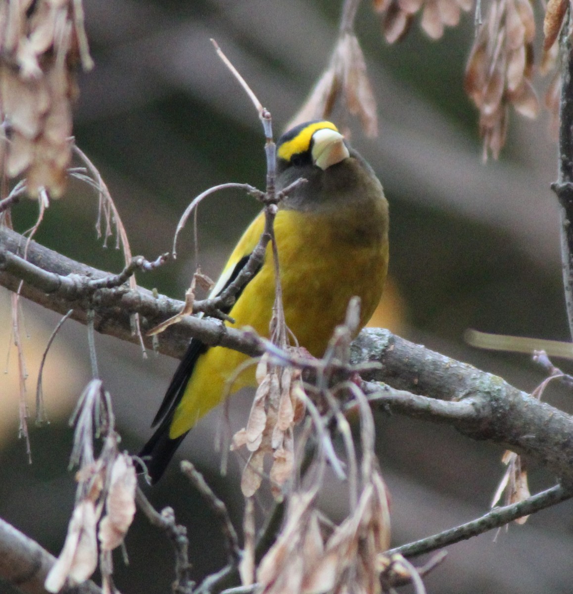 Picogordo Vespertino - ML645125536