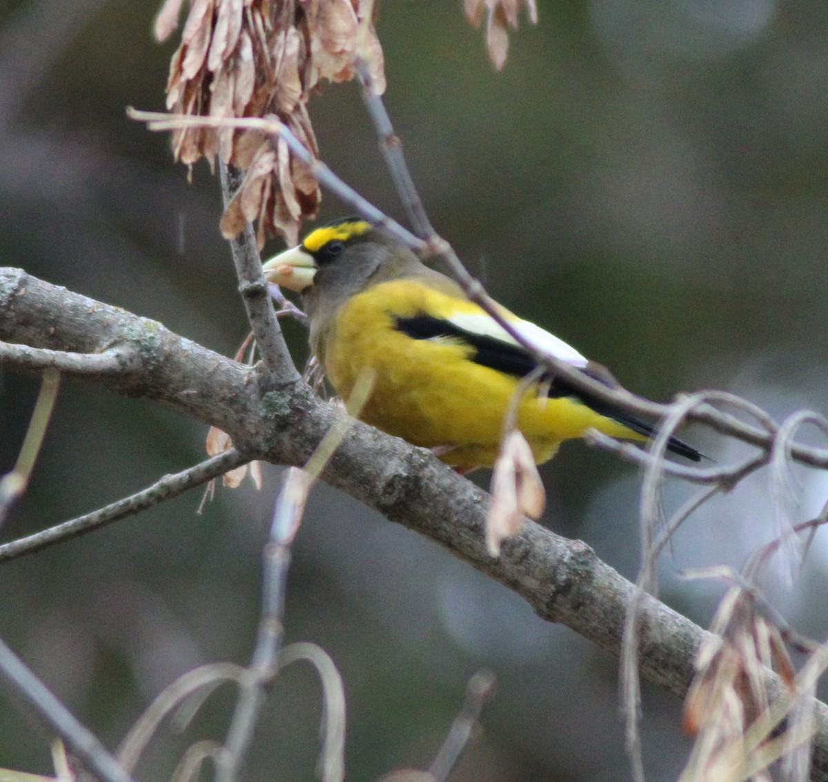 Picogordo Vespertino - ML645125537