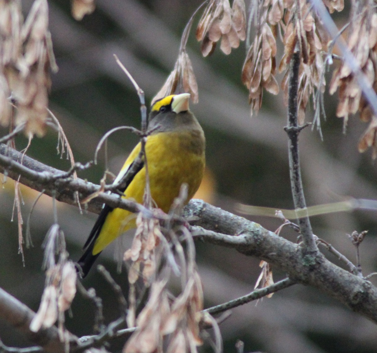 Picogordo Vespertino - ML645125538