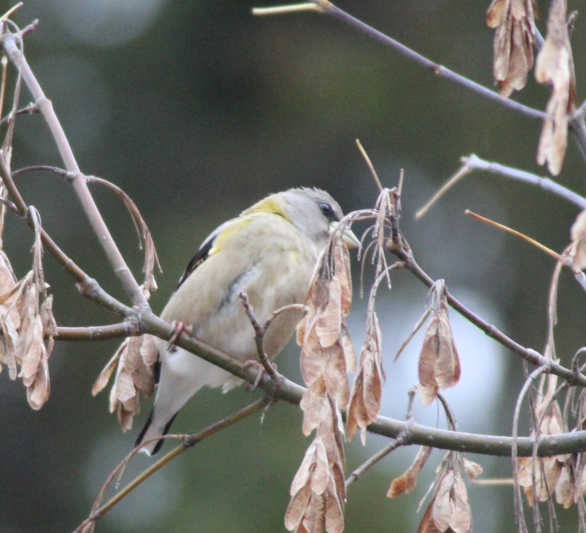 Picogordo Vespertino - ML645125539