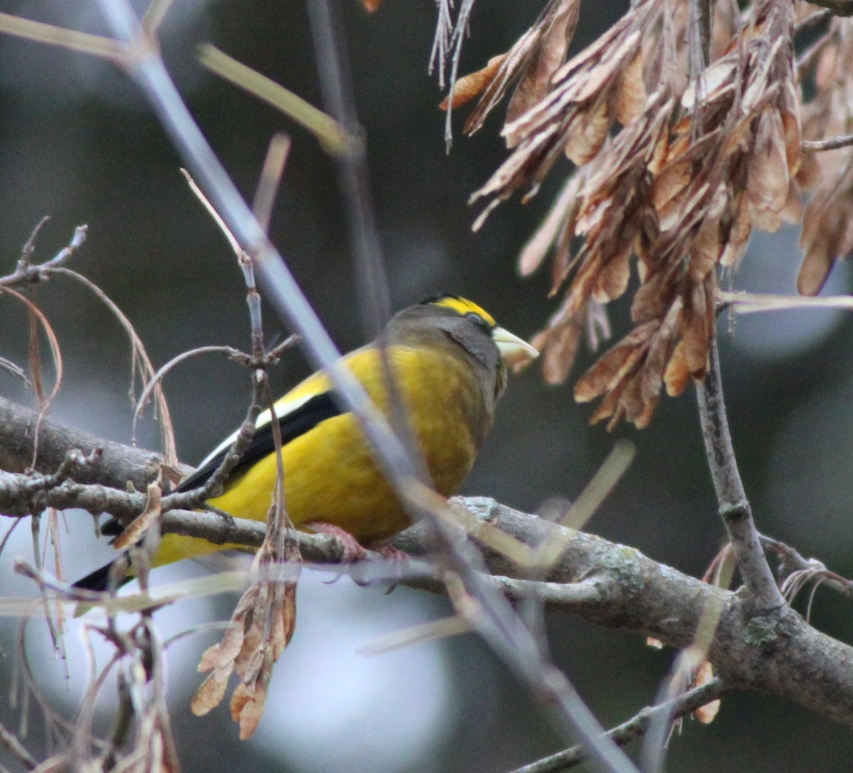 Picogordo Vespertino - ML645125540